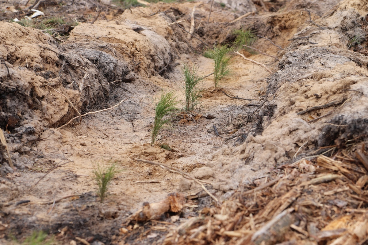 Сотрудники и студенты Волгатеха восстанавливают лесные богатства Марий Эл, 2023 год