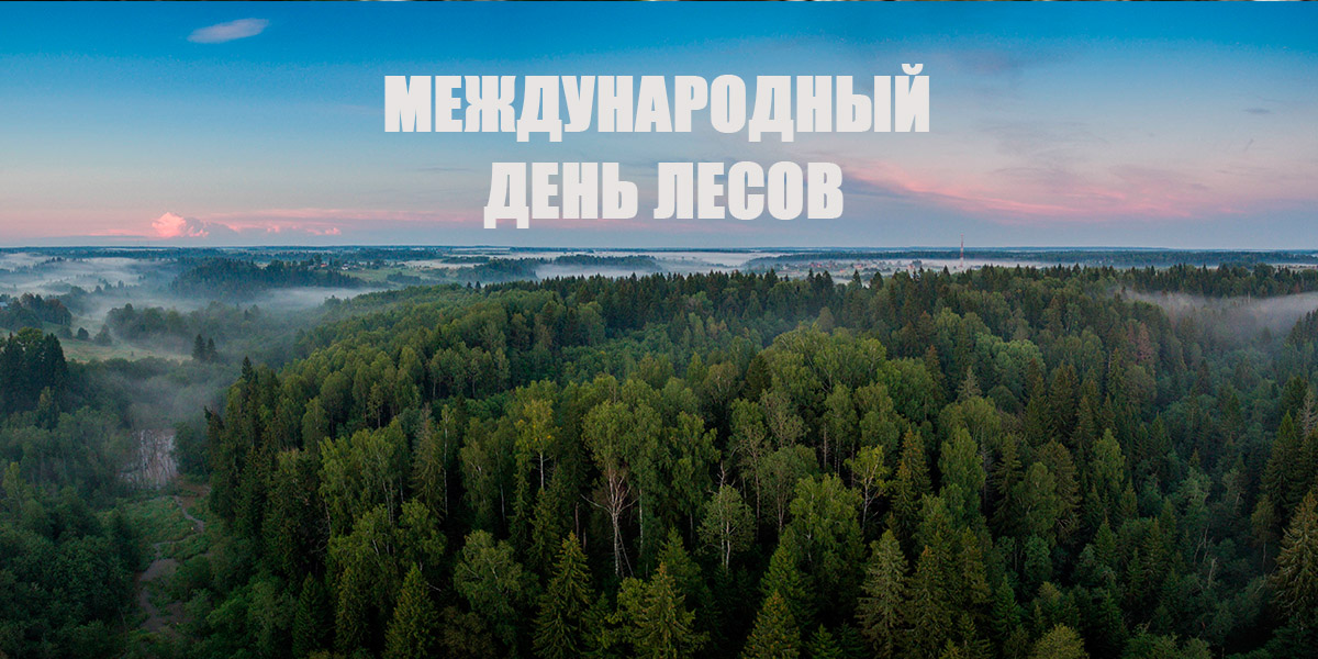 Международный день лесов — РНТБ (rlst.by)
