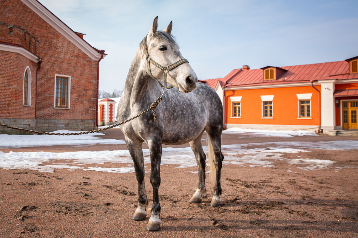 Фото: ГМЗ «Царское Село», Екатерина Новак