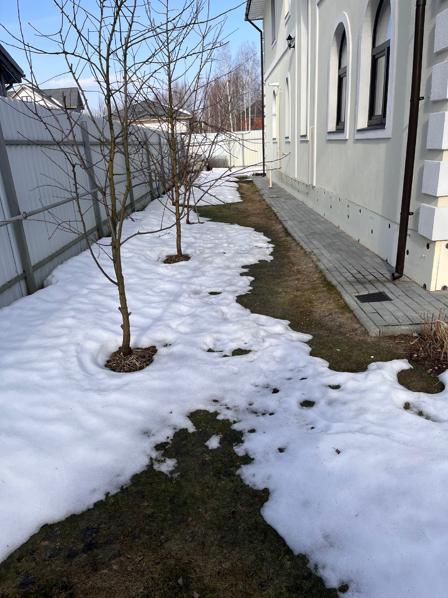 Мой сад после зимы