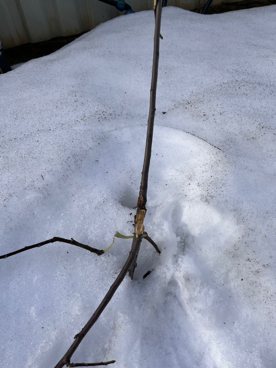 Яблоня лишилась побегов