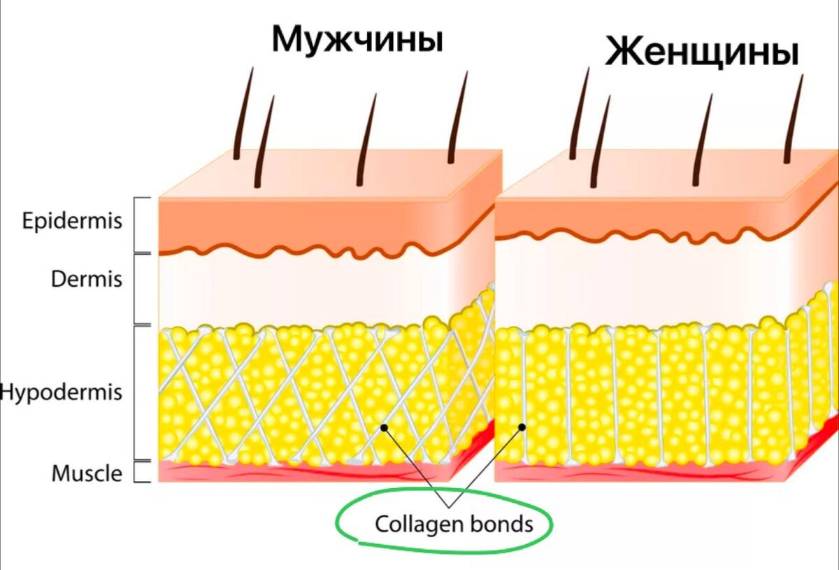 Структура коллагеновых волокон у мужчин и женщин