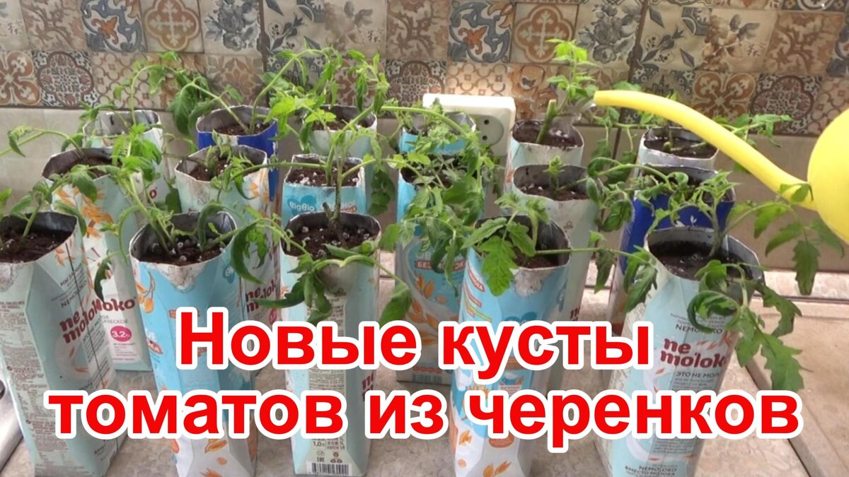 Выращивание томатов из черенков.