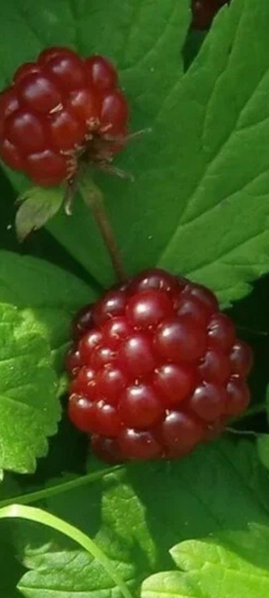 северная барышня княженика