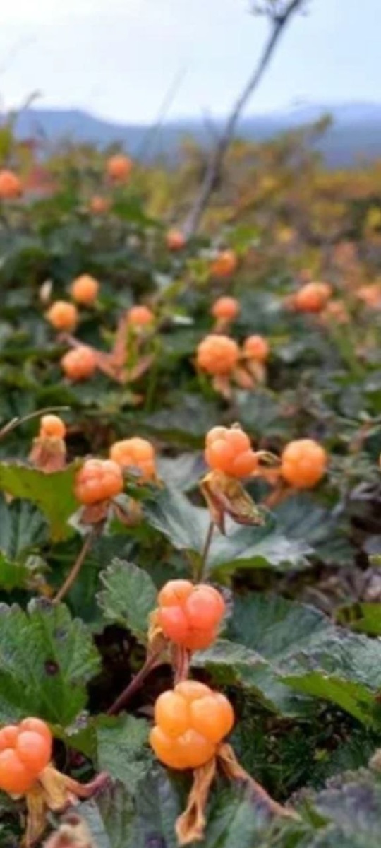 природная плантация морошки на границе Архангельской и Вологодской областей