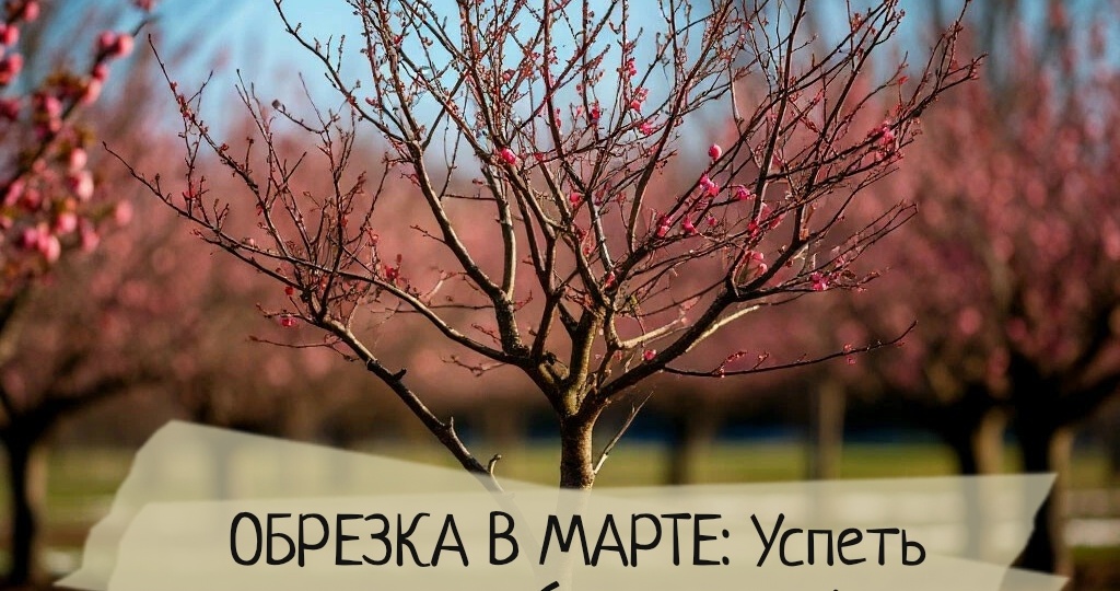 Обрезка плодовых деревьев в марте: сроки, схемы и технология для начинающих.