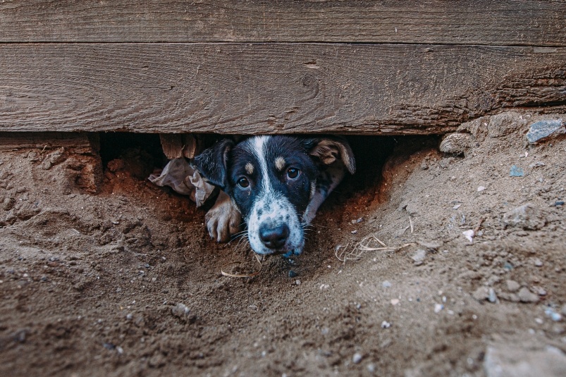 Спасение Котопса: в Омске помогли собаке, оказавшейся заложником дерева