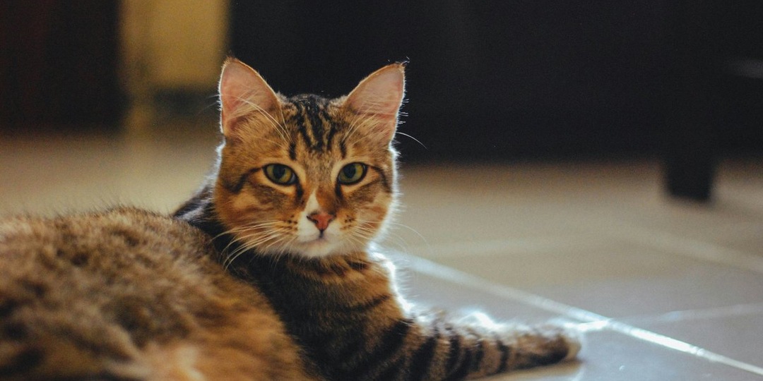 Муся из «Ласточкина гнезда» в 2026 году: кошка стала символом Крыма