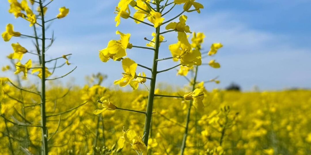 Горчица как сидерат весной: почему нельзя сеять в ледяную землю