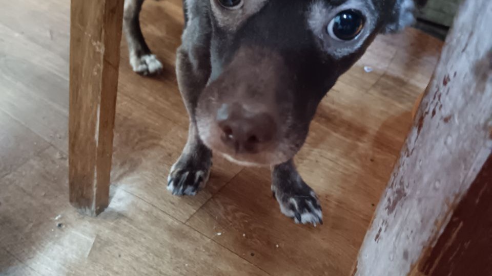 Её нашли на кладбище, истощенную и испуганную. Ищем варианты спасти