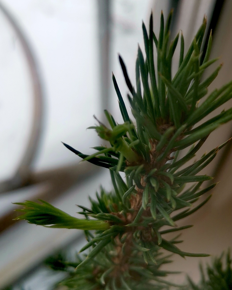 Молодые побеги на елке.