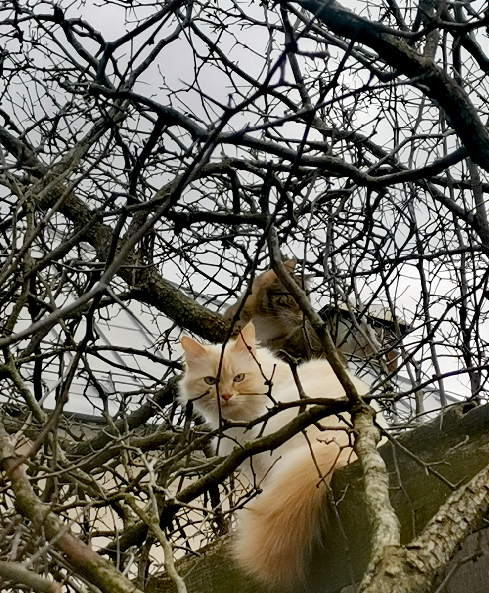 Мартовские коты. 