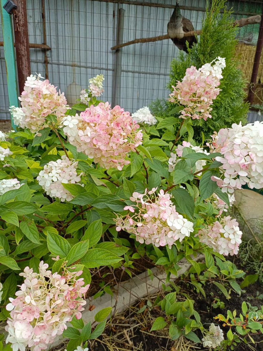 Фото гортензии