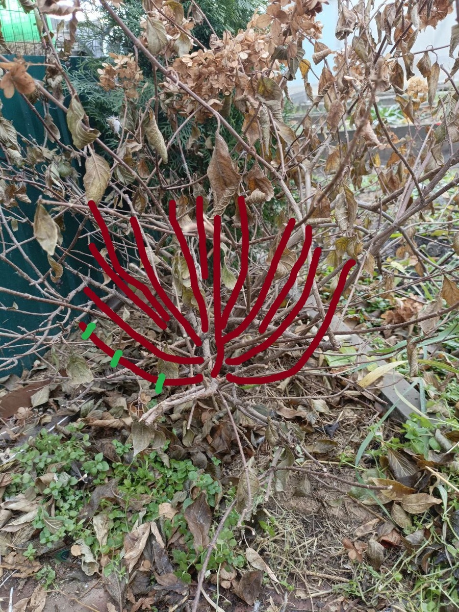 К такой форме куста я бы стремилась