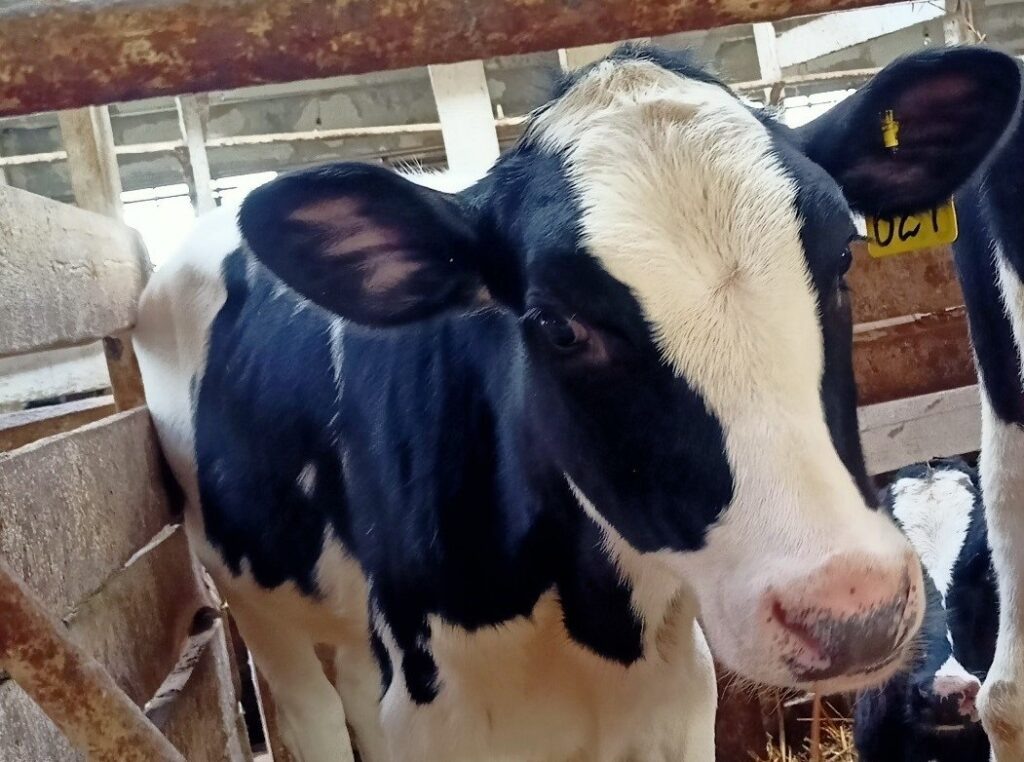    фото с сайта ust-tarka.nso.ru