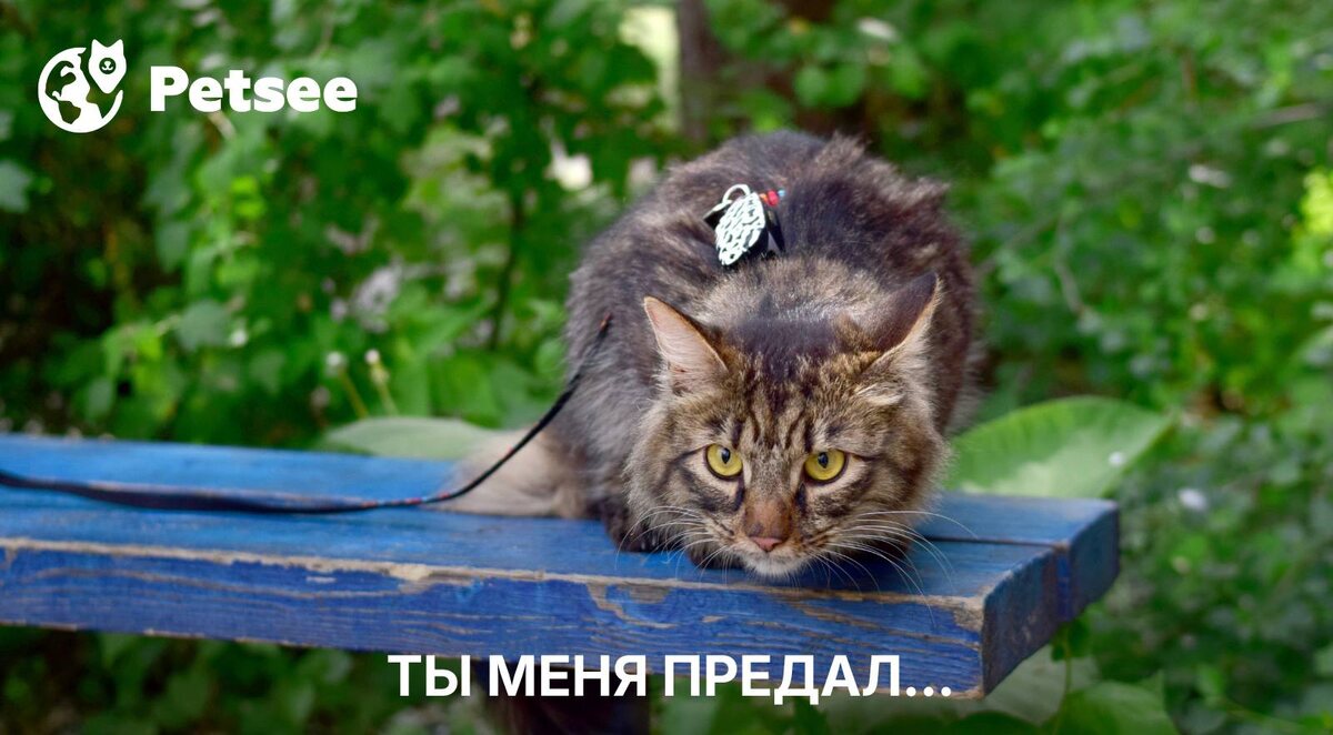 7 невинных вещей, которыми мы больно предаём свою кошку каждый день