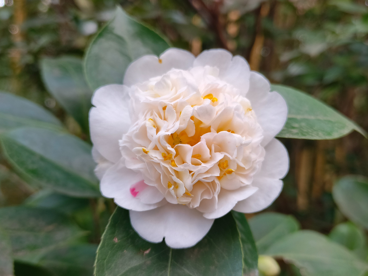 ФТ Сириус, Камелия, март 2026 года