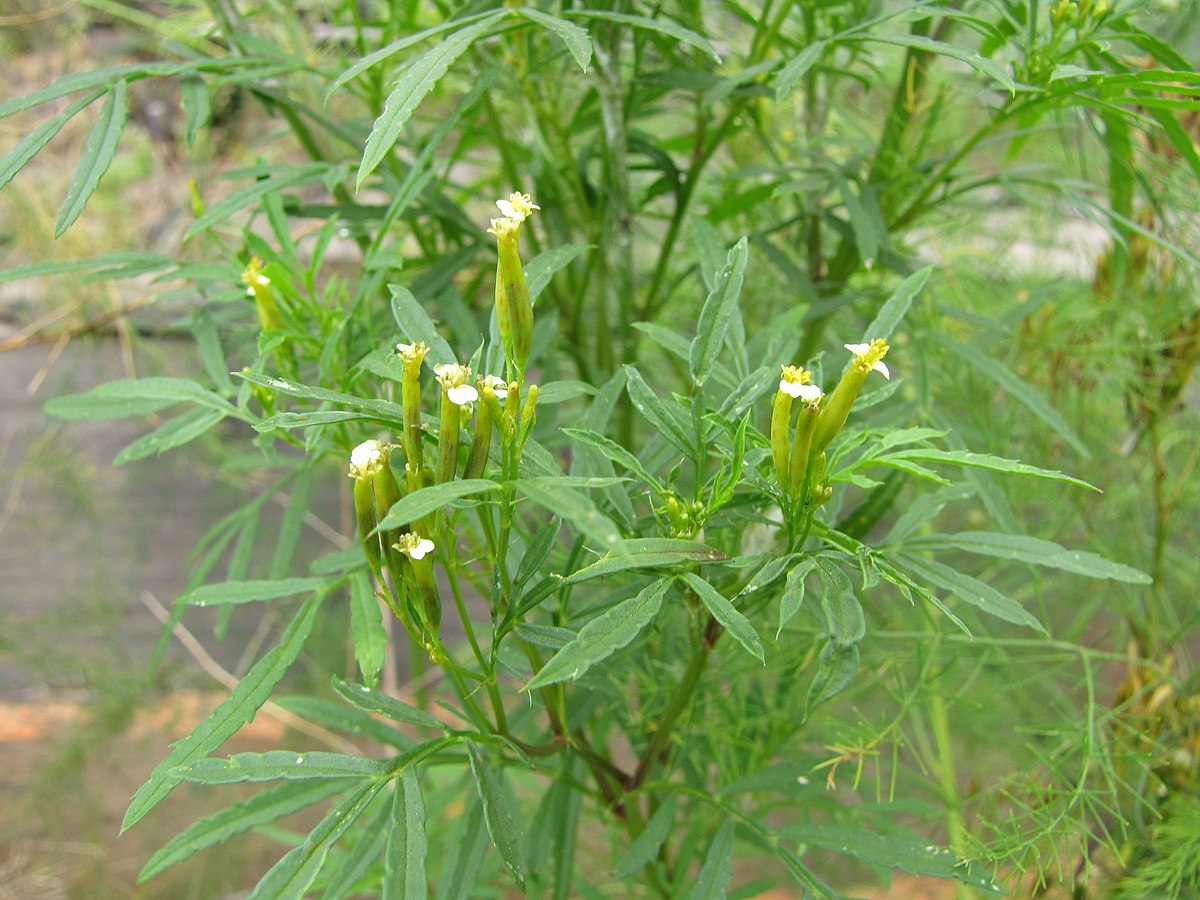 Tagetes minuta - самый грозный аромат среди бархатцев для вредителей