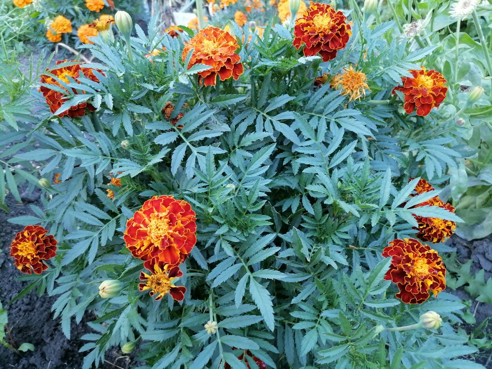 Бархатцы отклоненные, фото автора