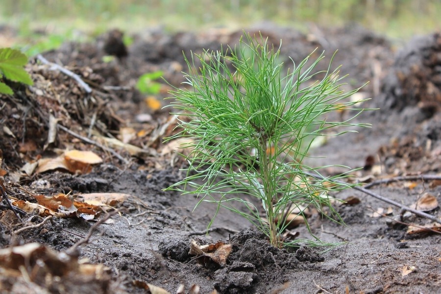    Фото: Минлесхоз РМ, источник: info-rm.com