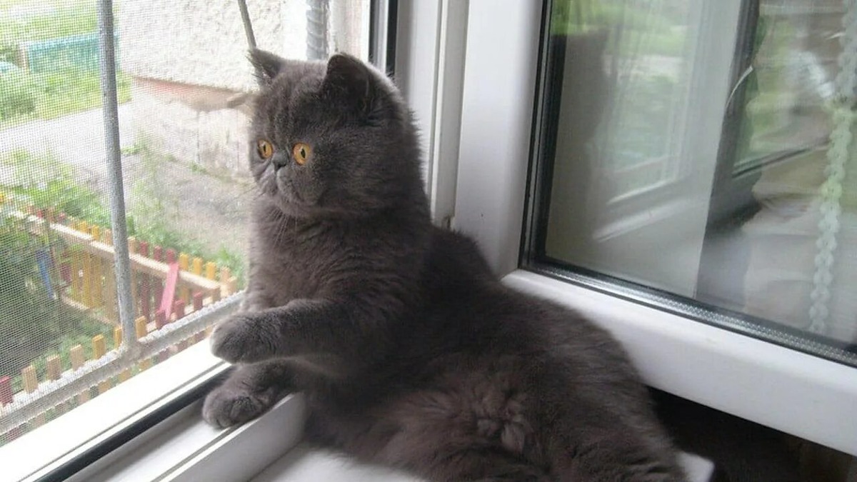 Фото Яндекс Картинки