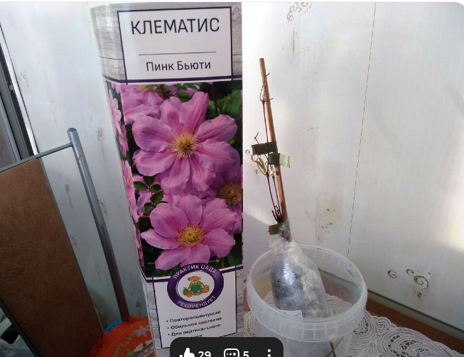 Саженец вынула из коробки и поставила в емкость