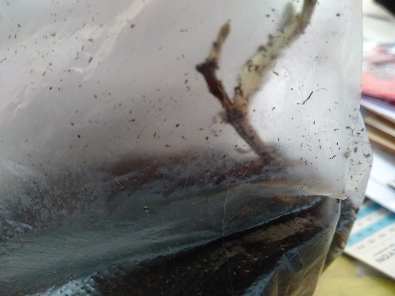 Саженец в прозрачной упаковке и в грунте