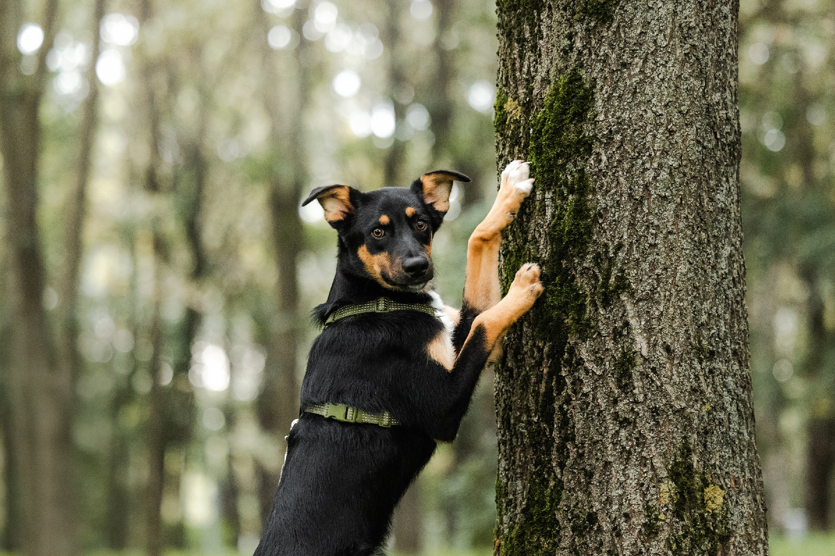 Деймонд ищет любящий дом