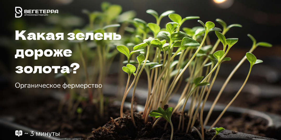Что такое микрозелень и почему она дороже золота