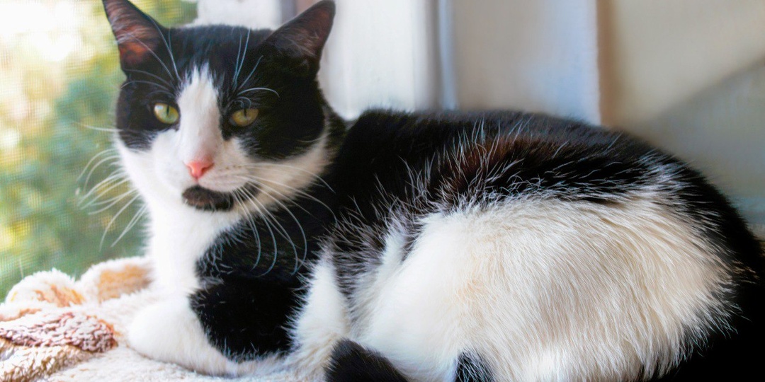 Кот СЕМЁН ищет дом🏡