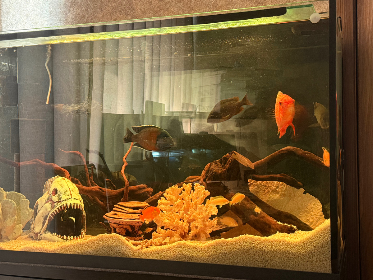 Утро после судного дня. Коралл, который я только недавно мыла, опять грязный из-за вчерашнего инцидента 