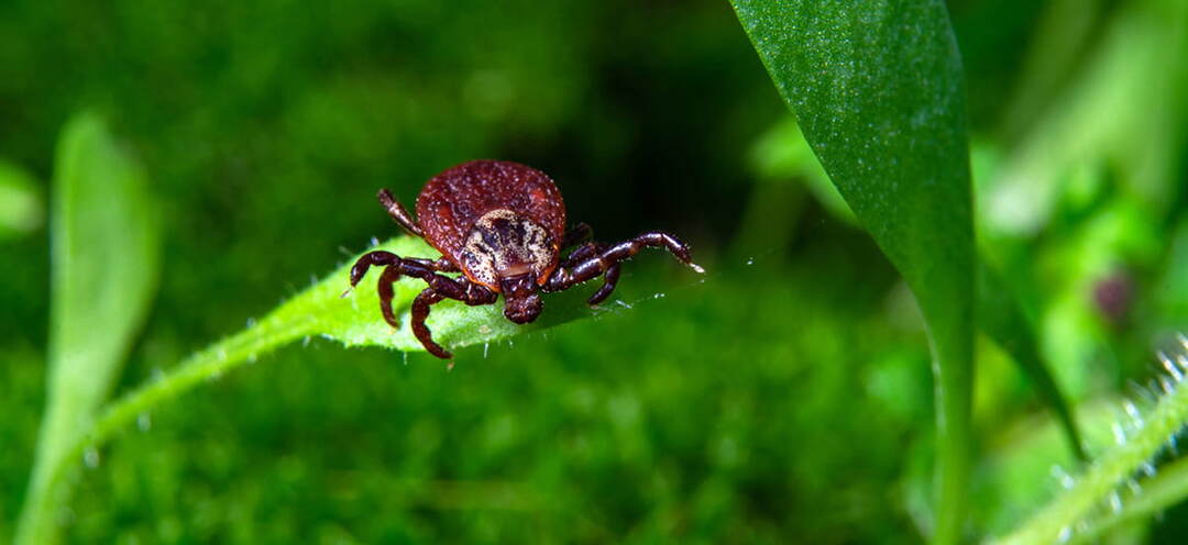 Как быстро избавиться от клещей на участке