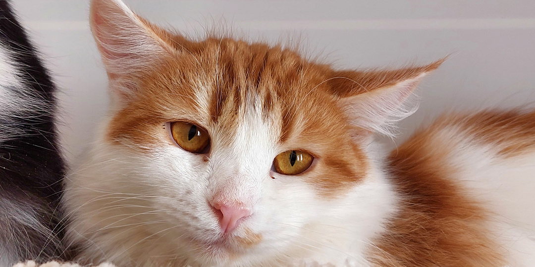 Кот МЕДОВИК ищет дом🏡