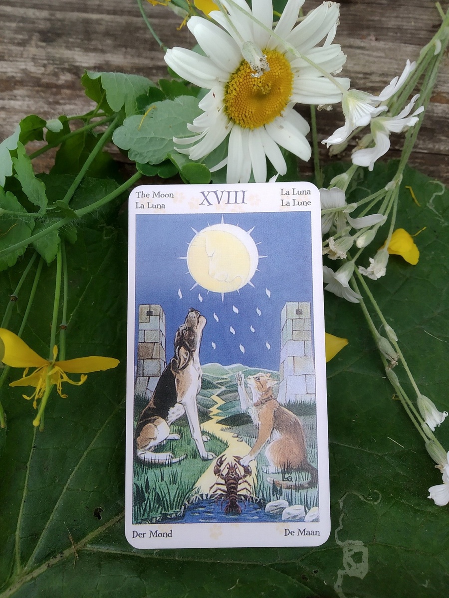 Луна в Таро Языческих кошек