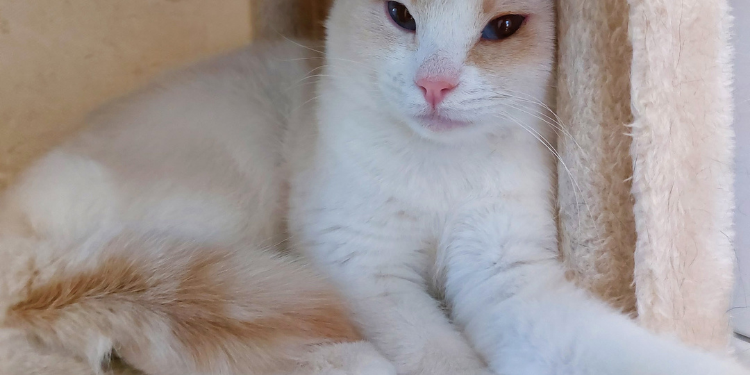 Кот НАПОЛЕОН ищет дом🏡