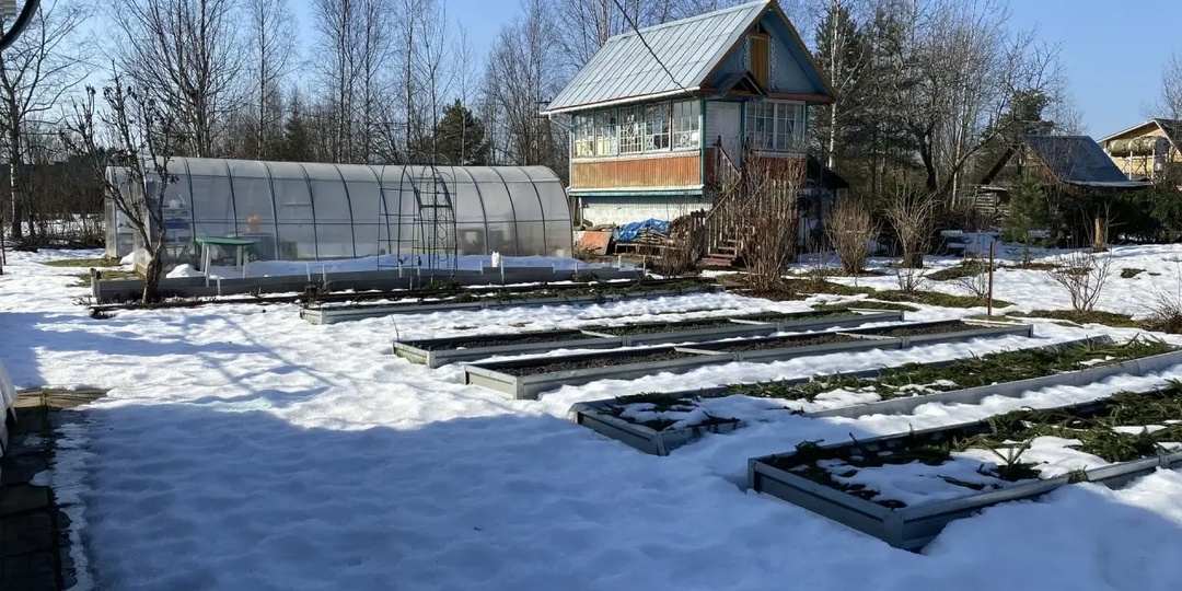 Рассада и надежды.