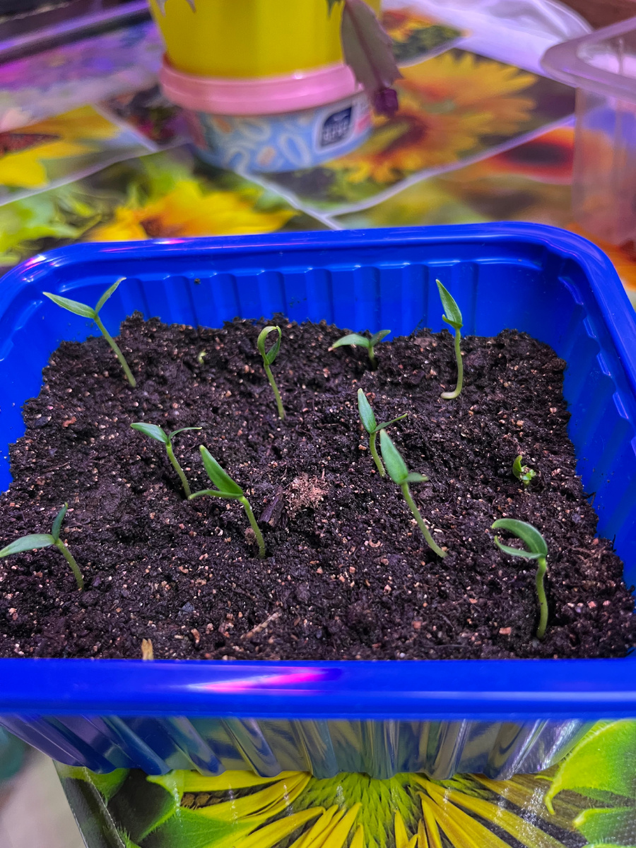 Фото 26 февраля, через день после посадки.