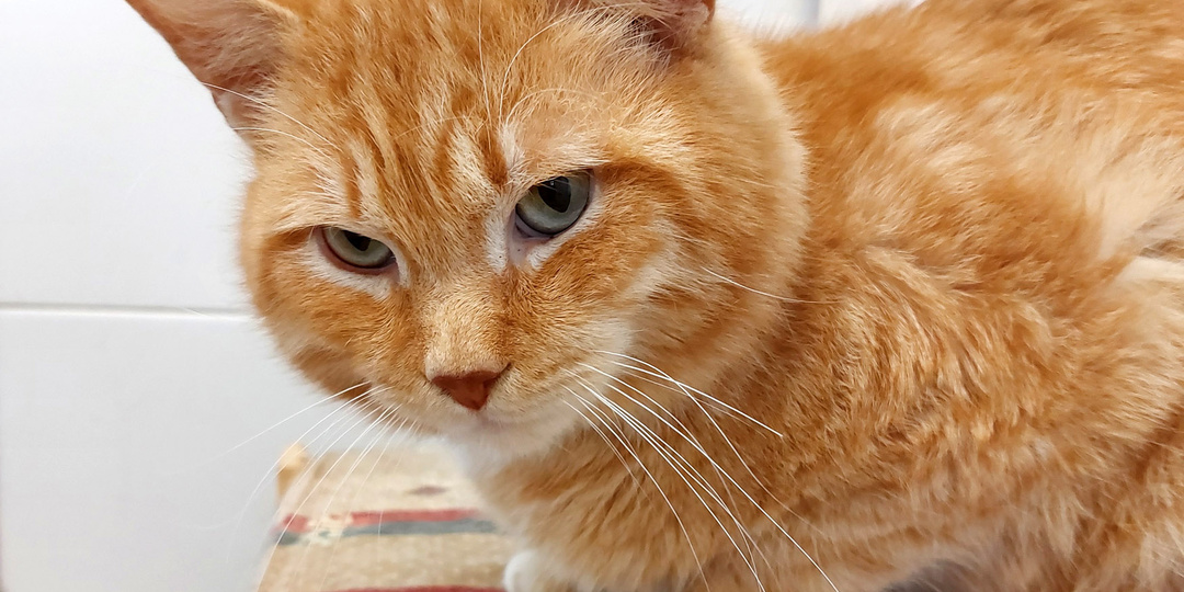 Кот ПОНЧИК ищет дом🏡