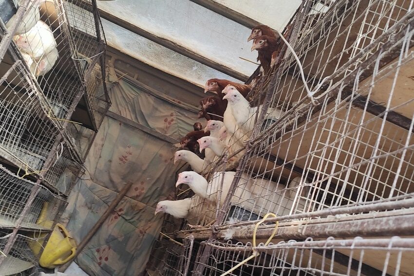    Фото: Россельхознадзор