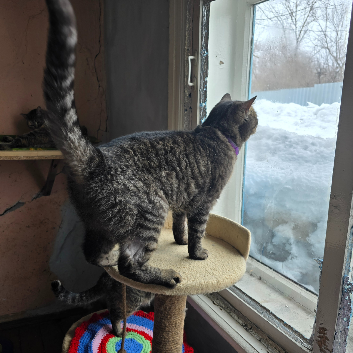 серый мечтатель следит за весенними изменениями