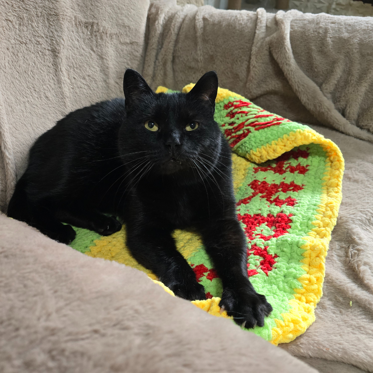 черный красавец позирует на яркой подстилке