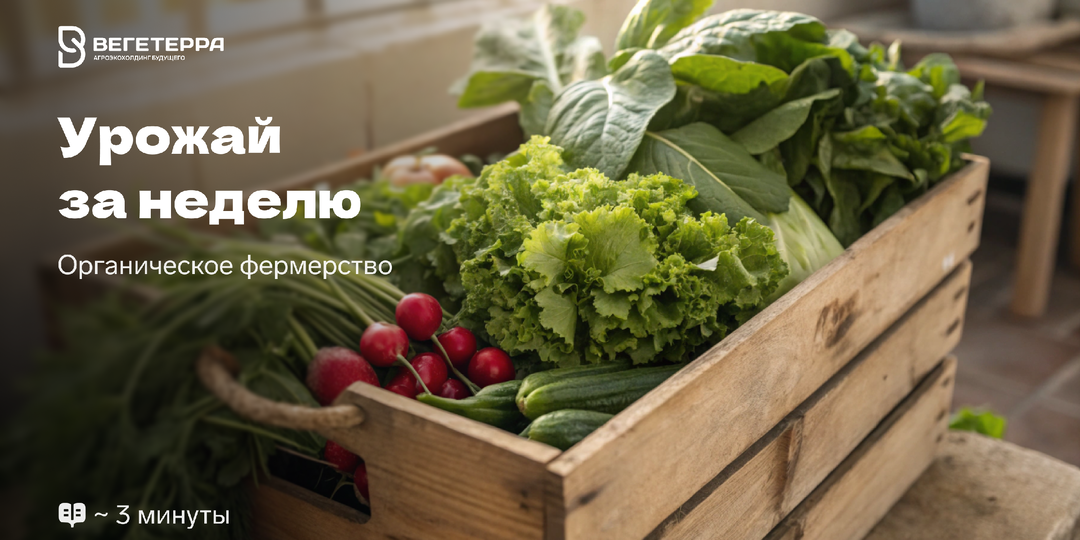 Урожай за неделю: какие овощи растут быстрее всего