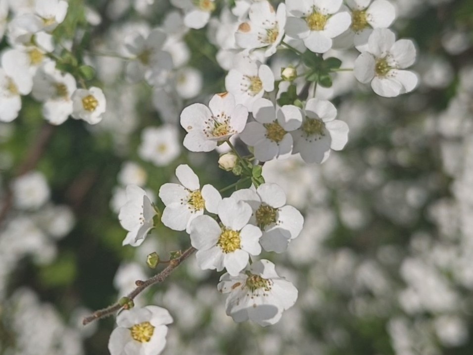 Адлер, Спирея, март 2026 года