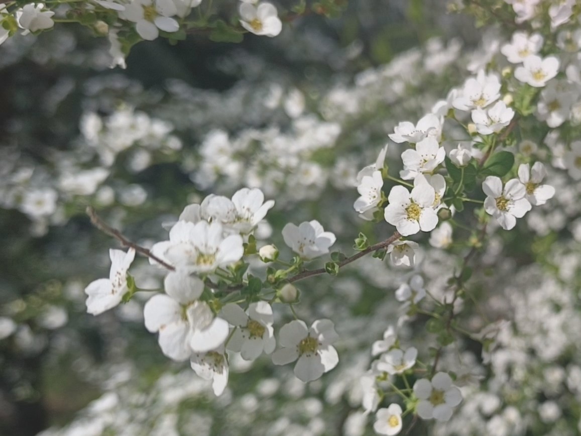 Адлер, Спирея, март 2026 года