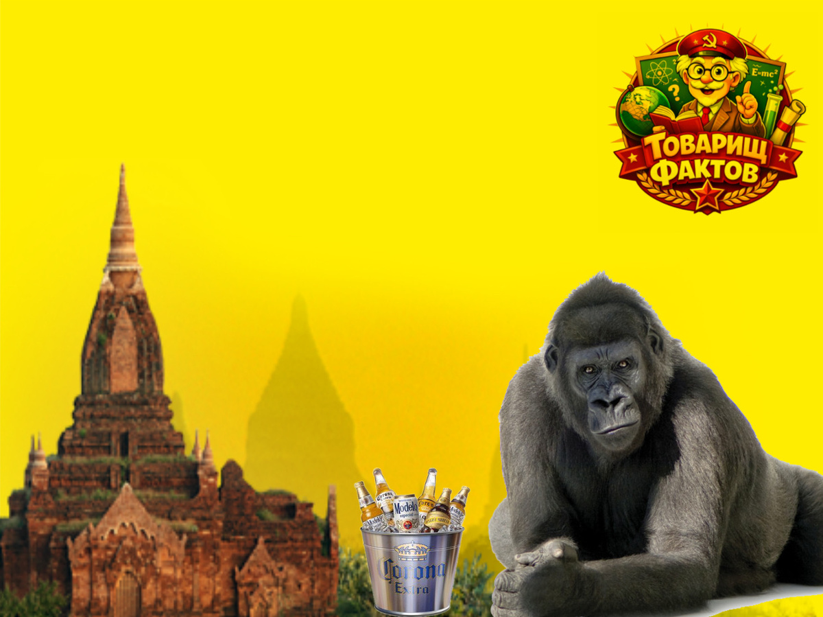 Фото: Товарищ Фактов - Beer 