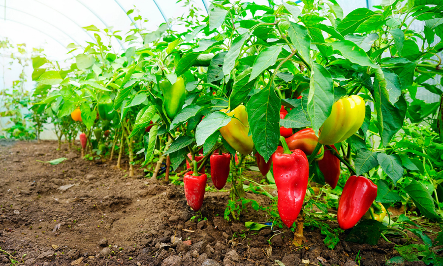 Больше не покупаем сладкий перец в магазине – выращиваем сами из семян!