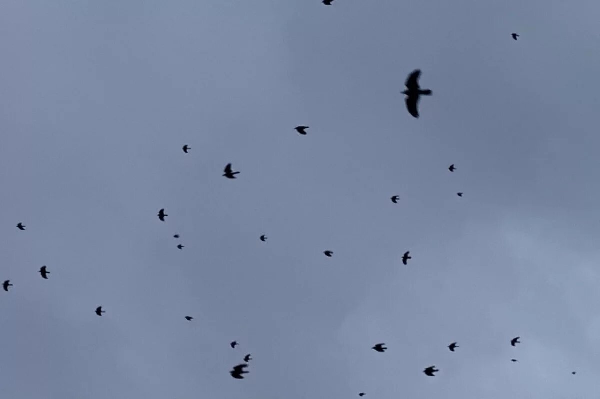    В Казань возвращаются грачи