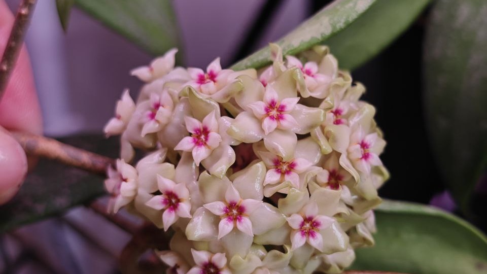 Ой мои хорошие