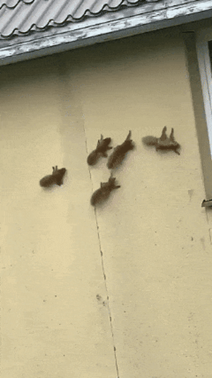 Мама-белка и ее банда: Как пушистые ниндзя штурмуют отвесные стены.