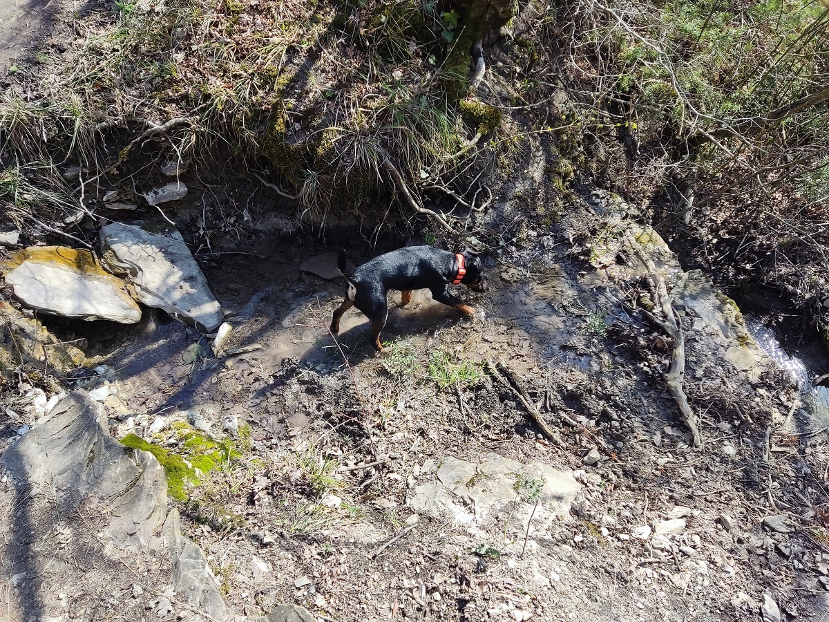 «Маленькая злая собачка»: развенчиваю 5 главных мифов о ягдтерьерах